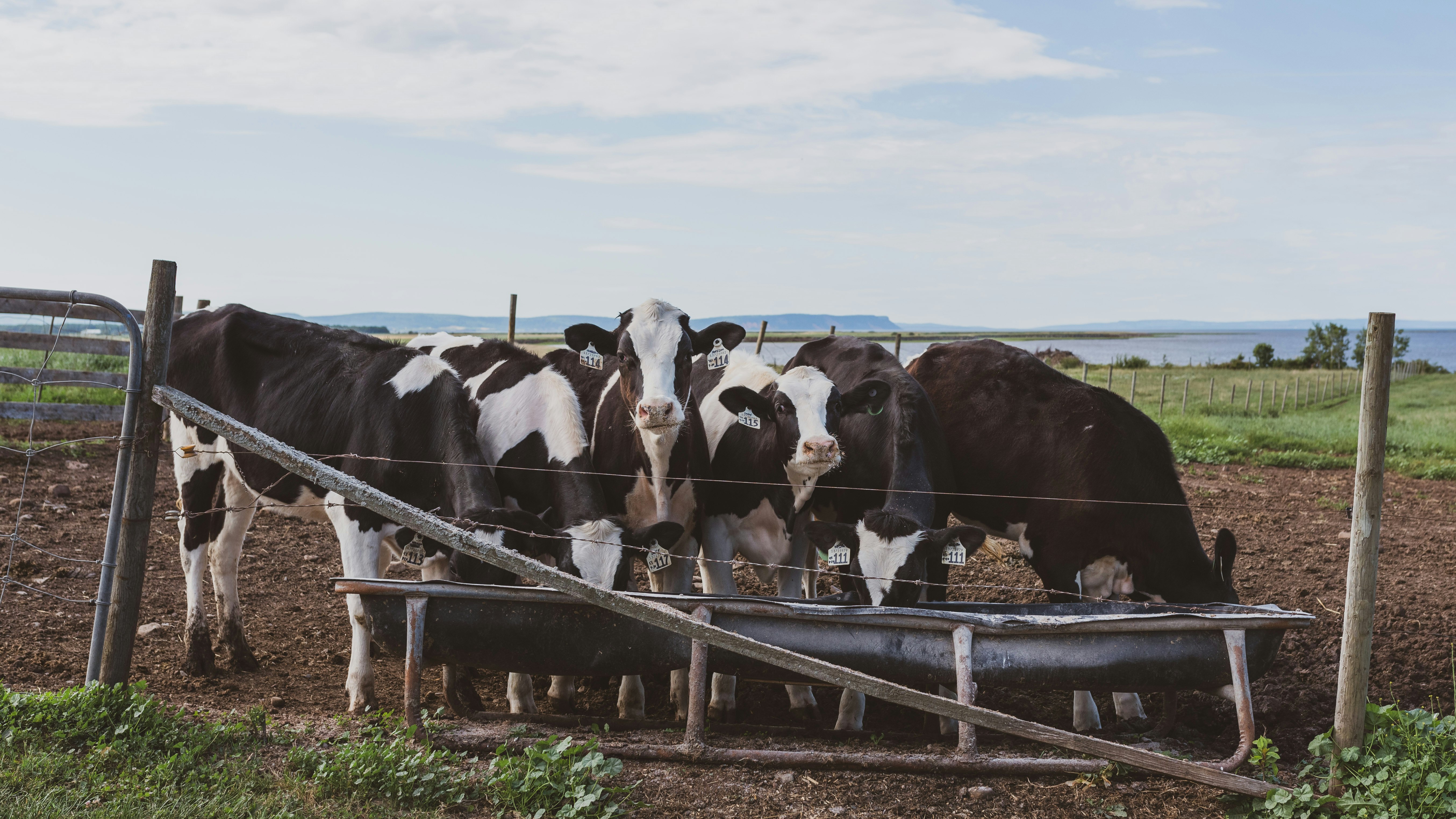 black and white cow on brown wooden fence during daytime